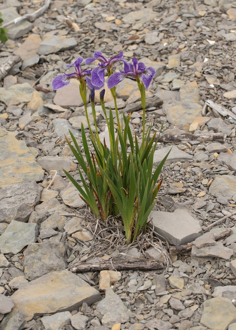Iris hookeri photo 4