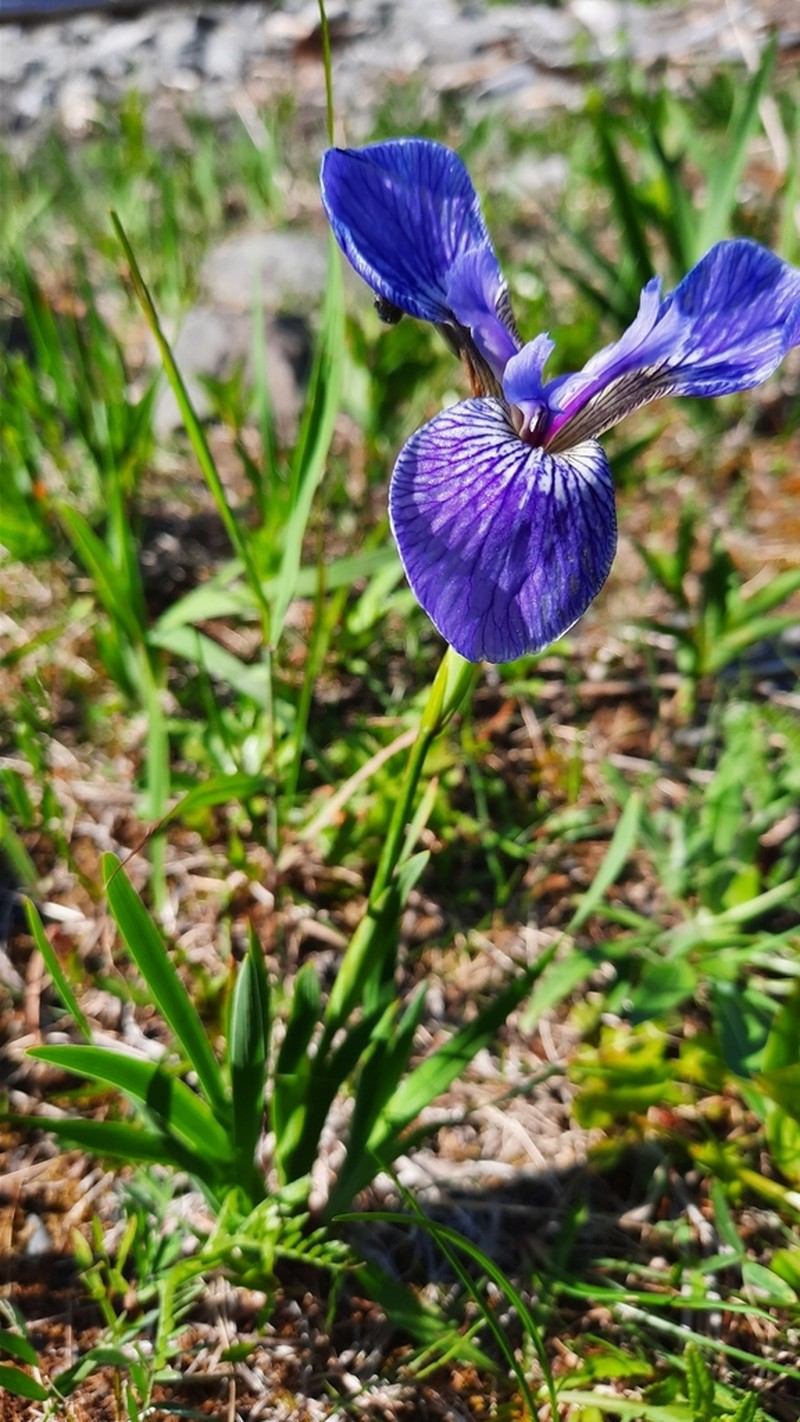 Iris hookeri photo 5