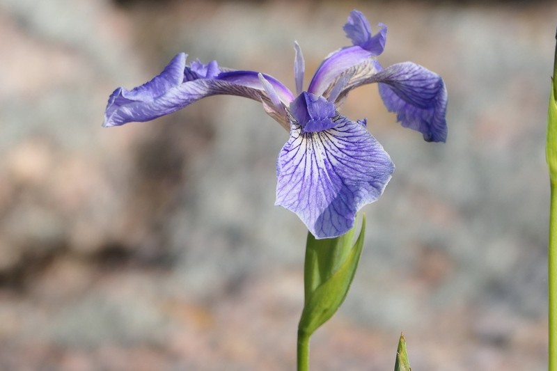 Iris hookeri photo 6