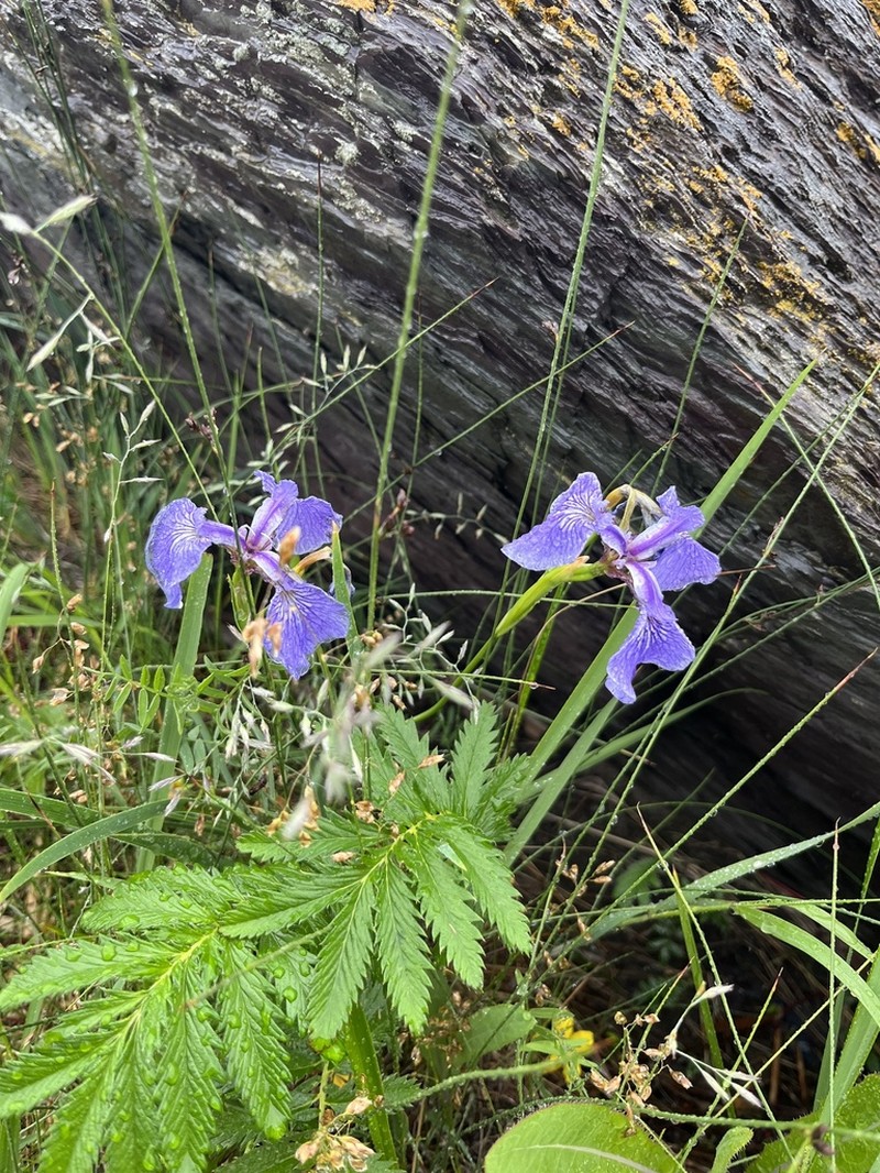 Iris hookeri photo 7