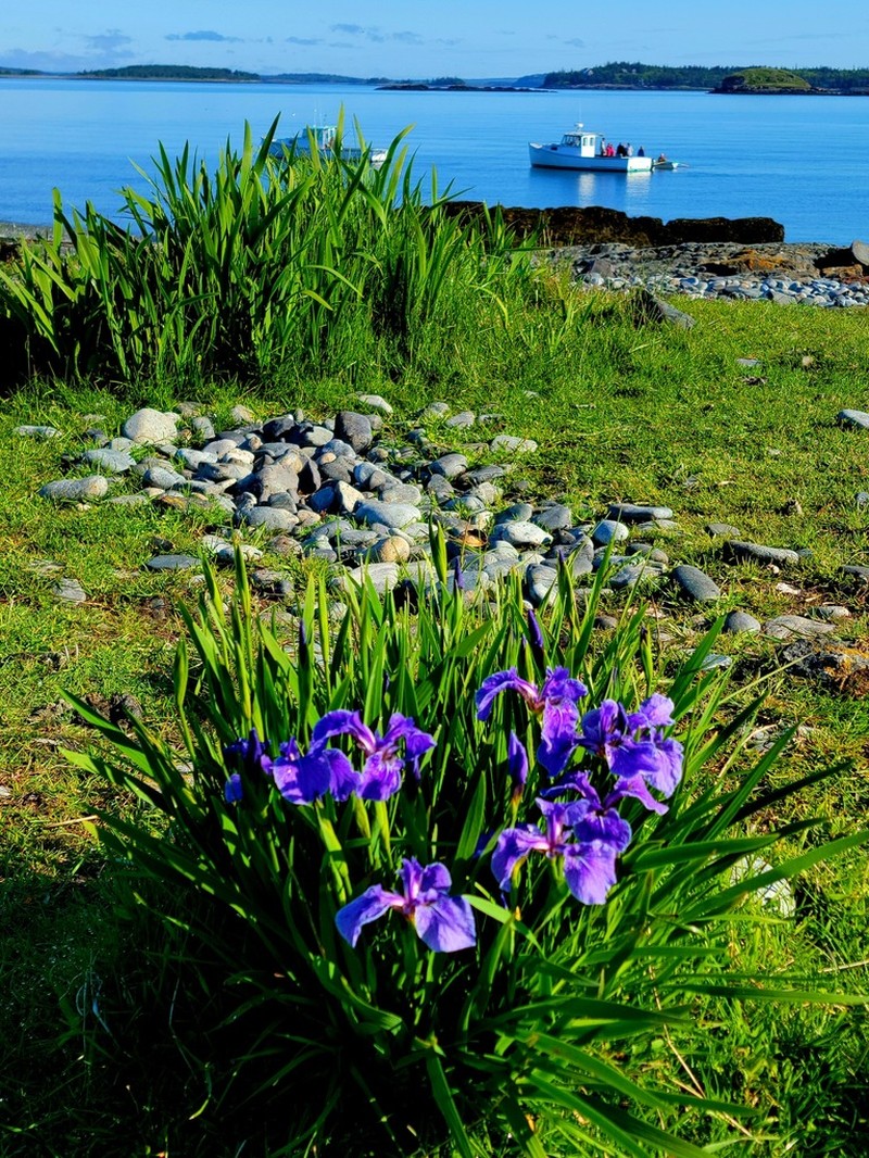 Iris hookeri photo 8