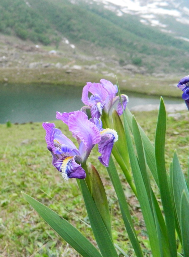 Iris hookeriana
