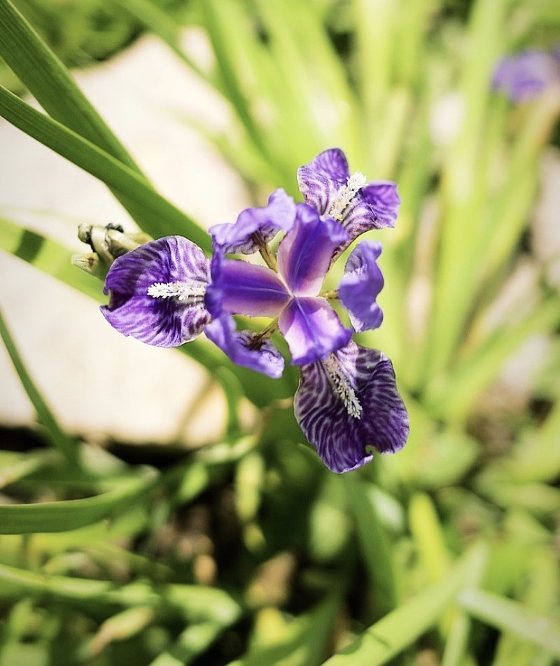 Iris hookeriana photo 2