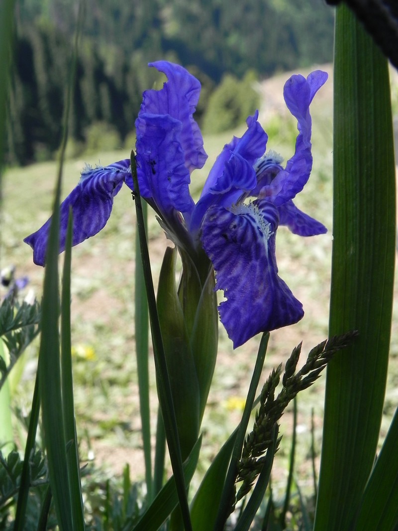 Iris hookeriana photo 3