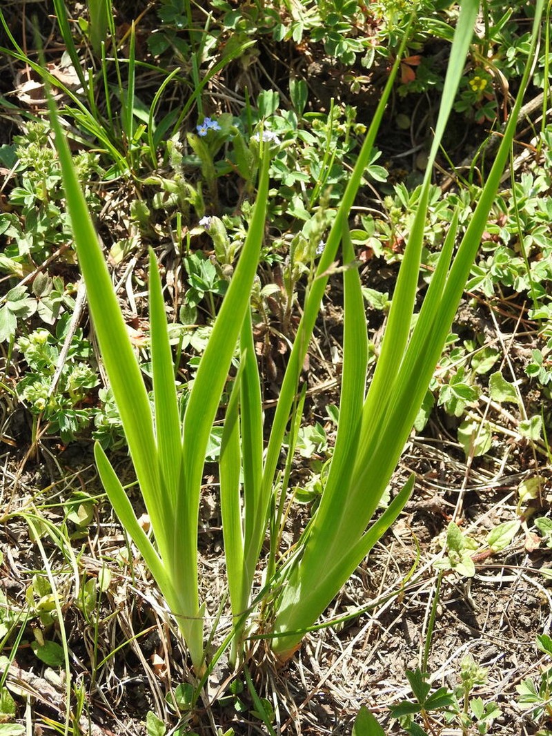 Iris hookeriana photo 4