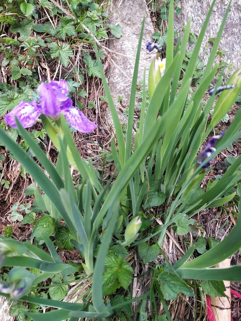 Iris hookeriana photo 6