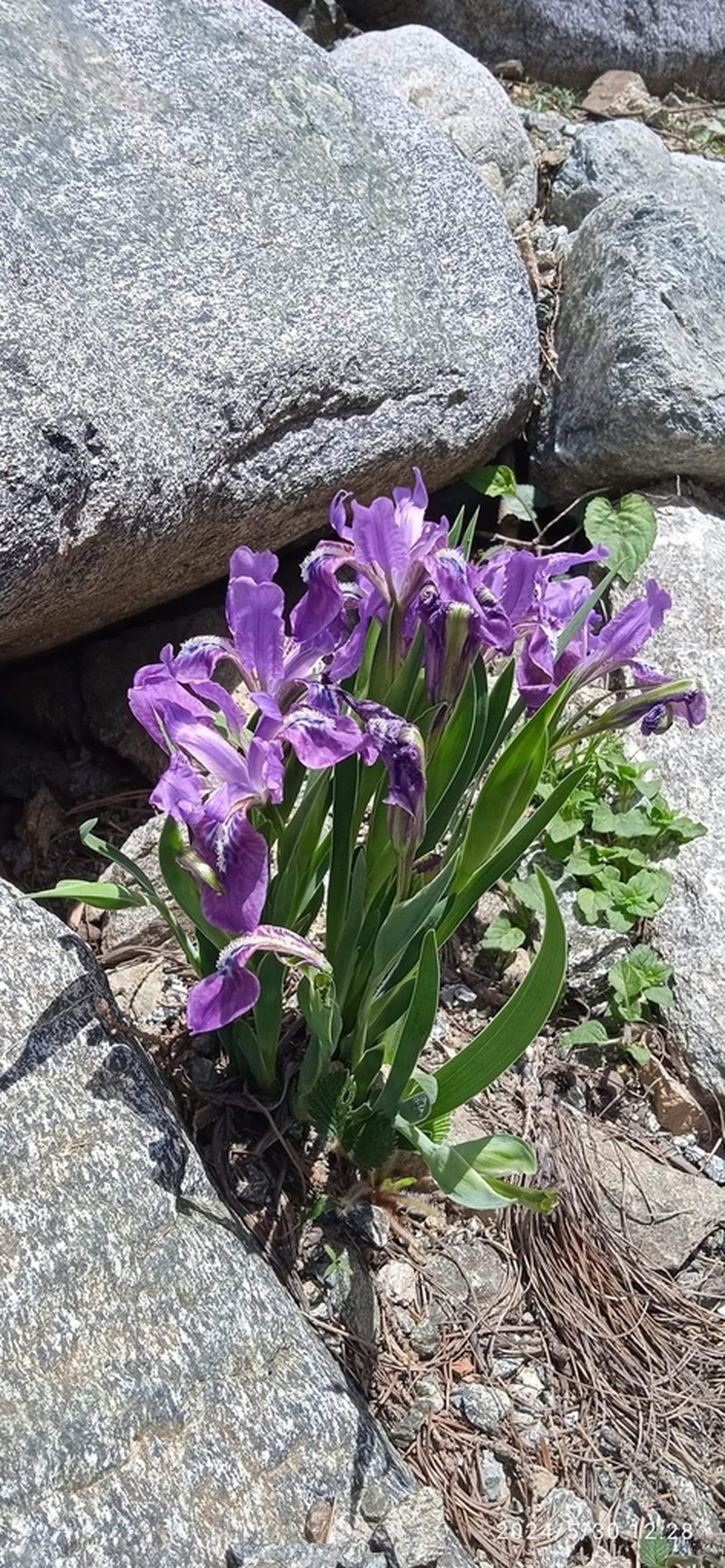 Iris hookeriana photo 7