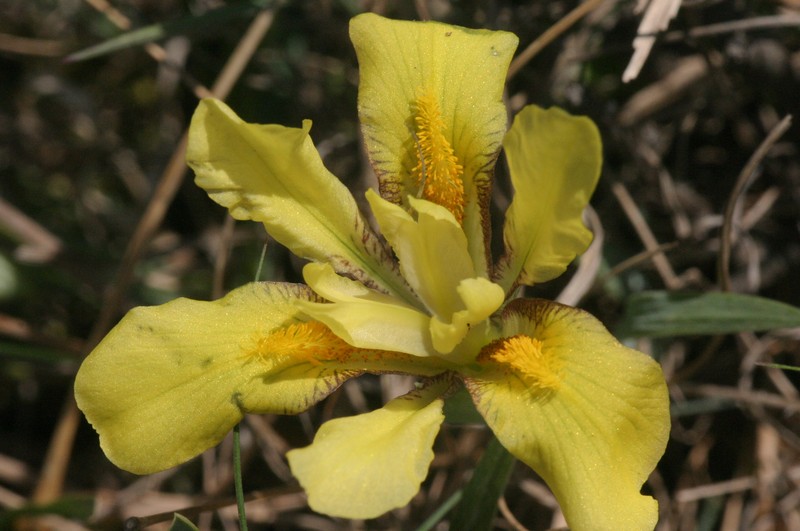 Iris humilis