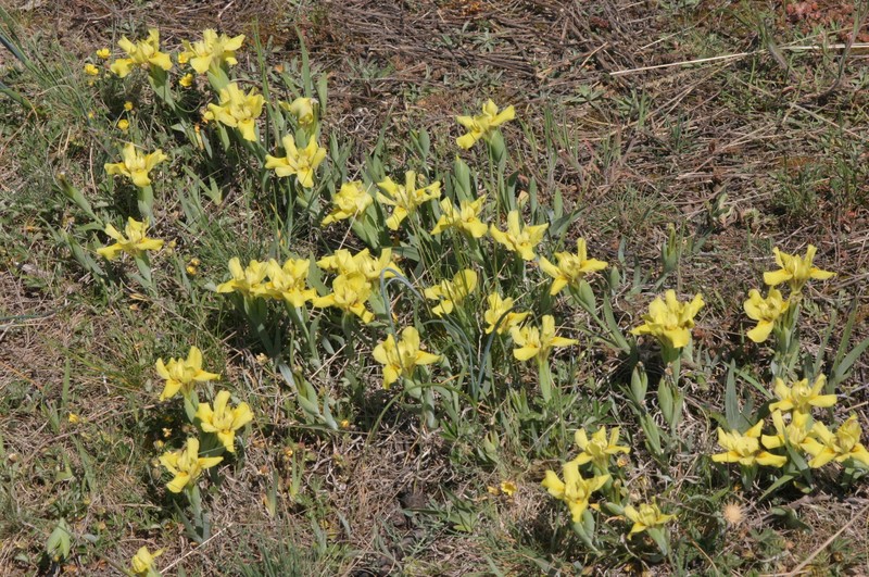 Iris humilis photo 2