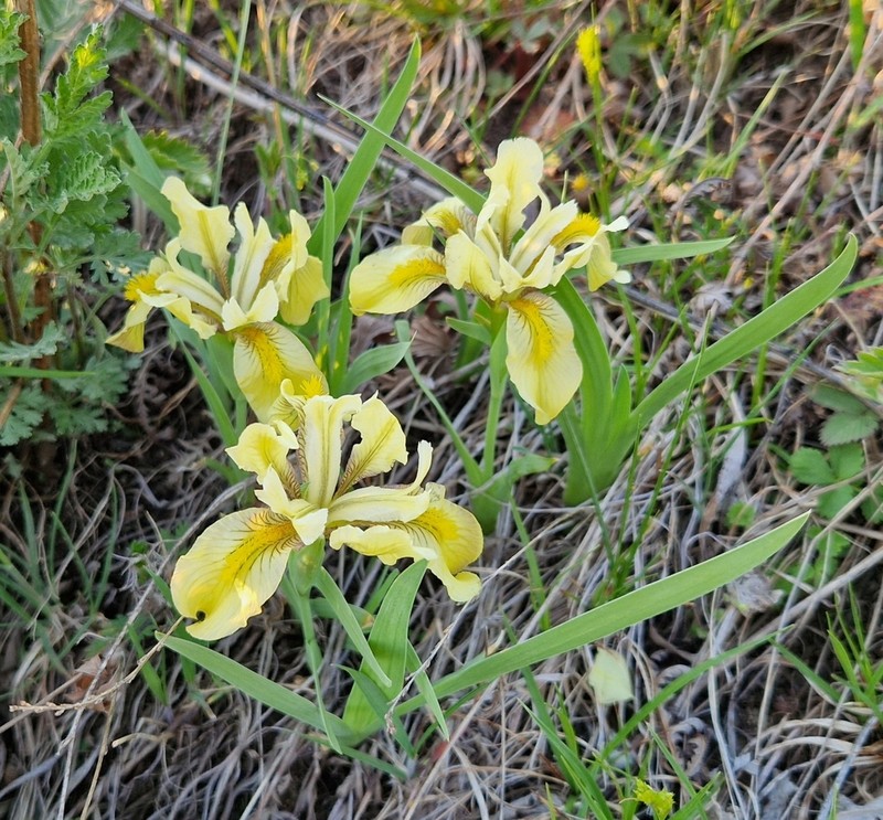 Iris humilis photo 3