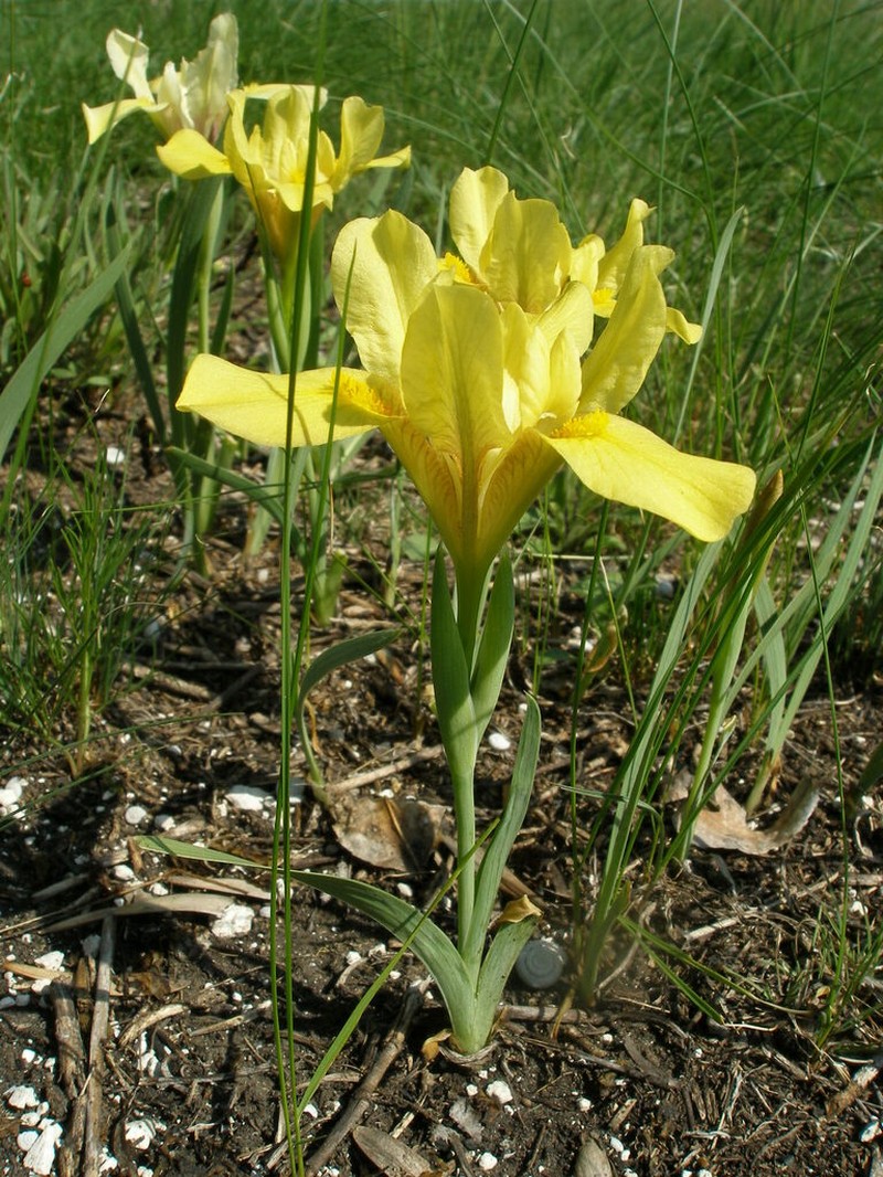 Iris humilis photo 4