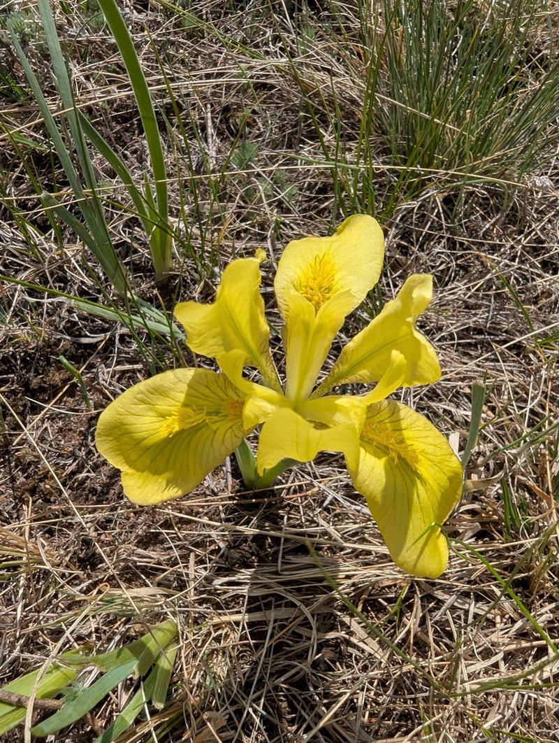 Iris humilis photo 5