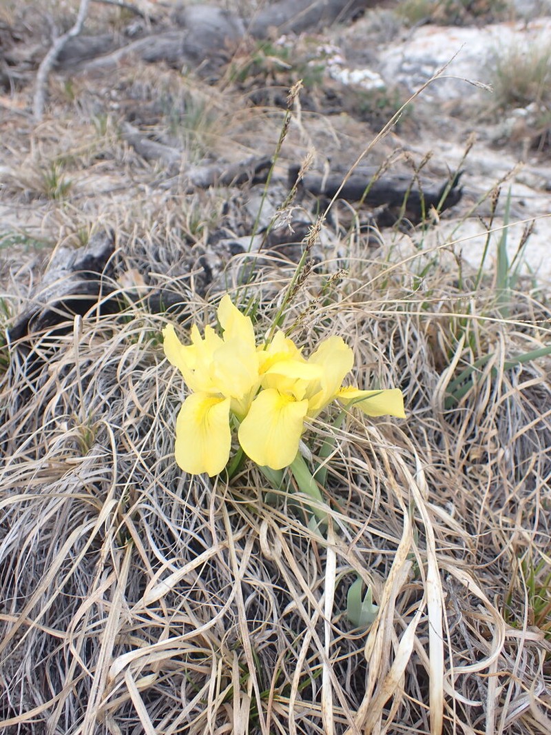 Iris humilis photo 6