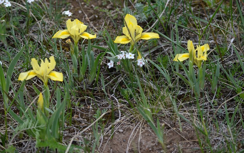 Iris humilis photo 7