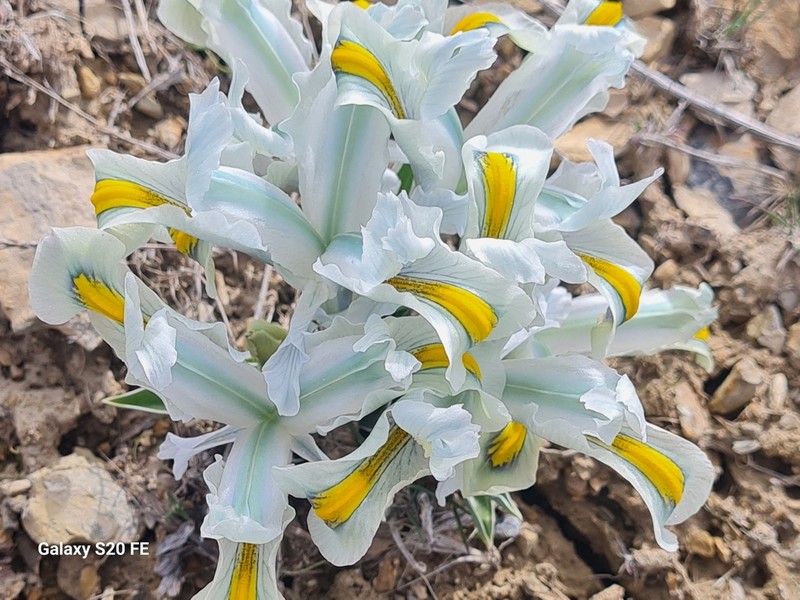 Iris hymenospatha photo 2