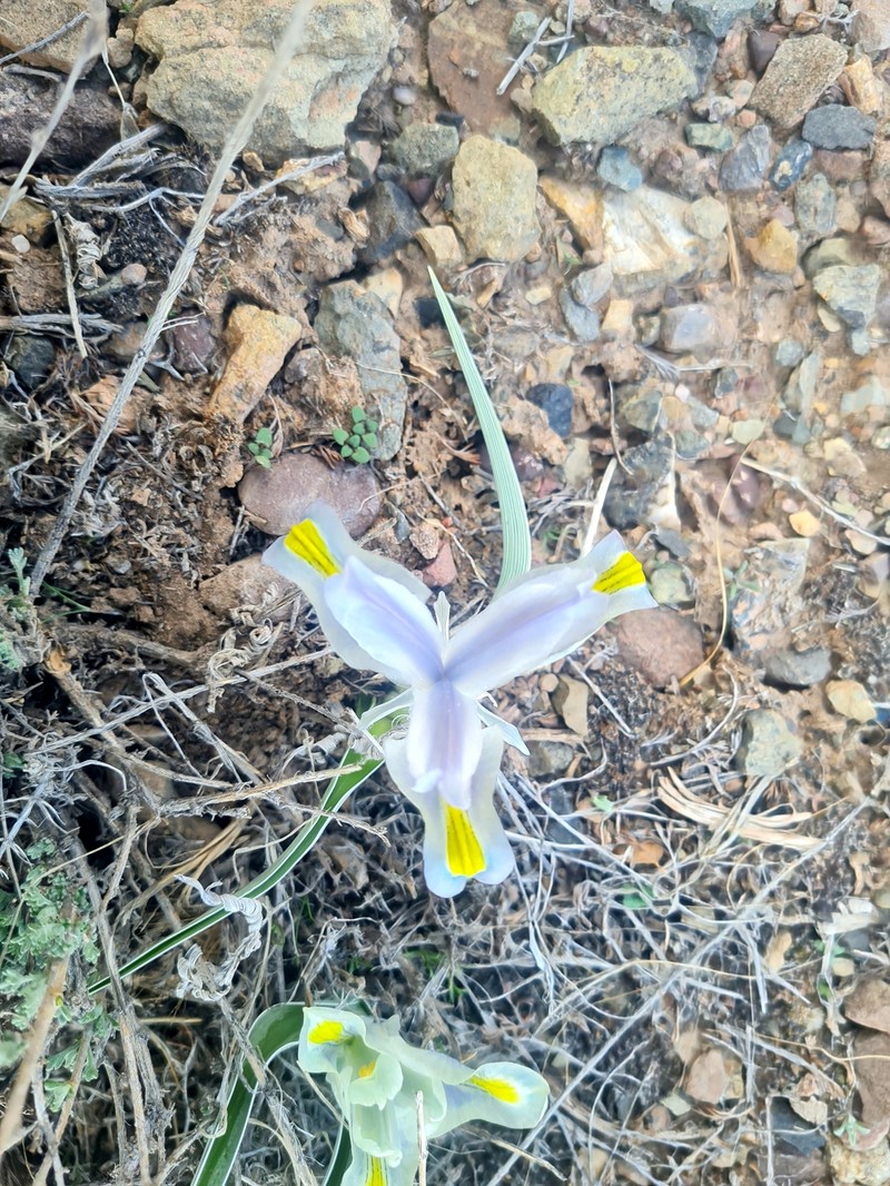 Iris hymenospatha photo 4
