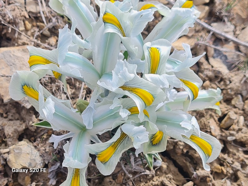 Iris hymenospatha photo 5