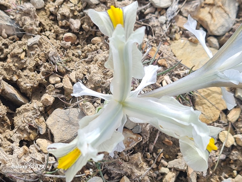Iris hymenospatha photo 6