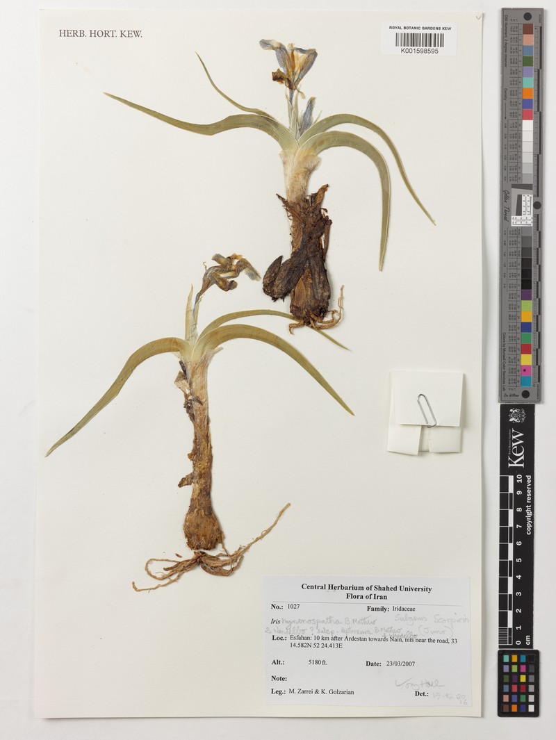 Iris hymenospatha subsp. leptoneura