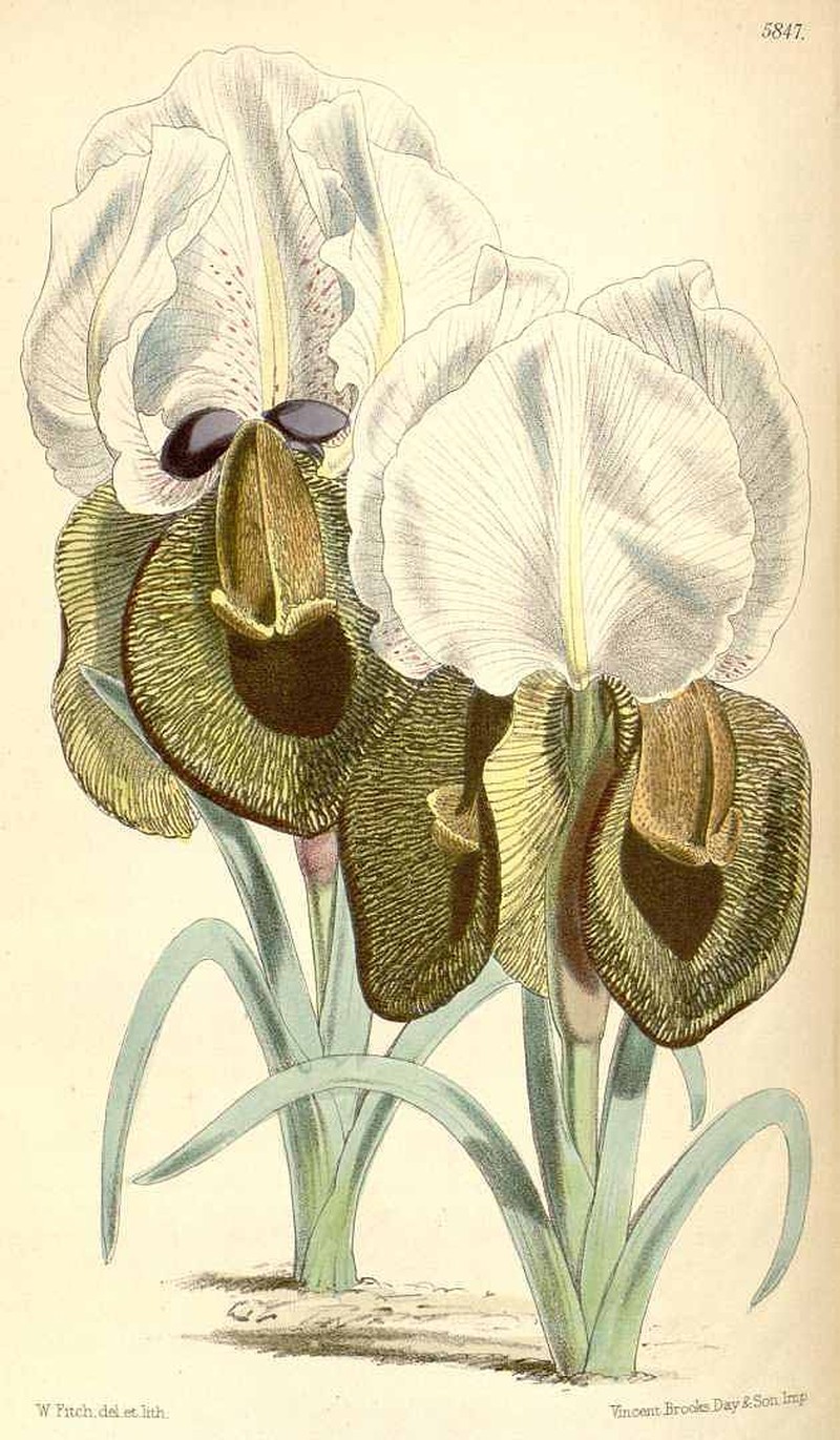 Iris iberica