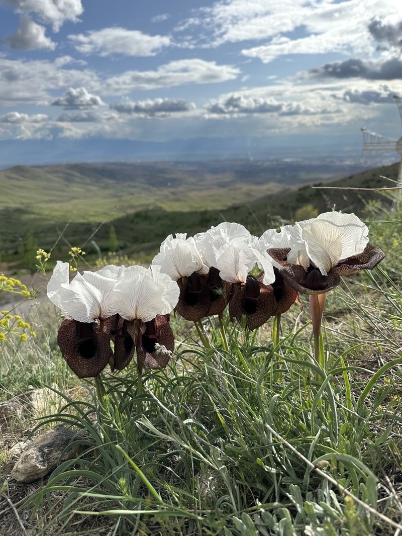 Iris iberica photo 2