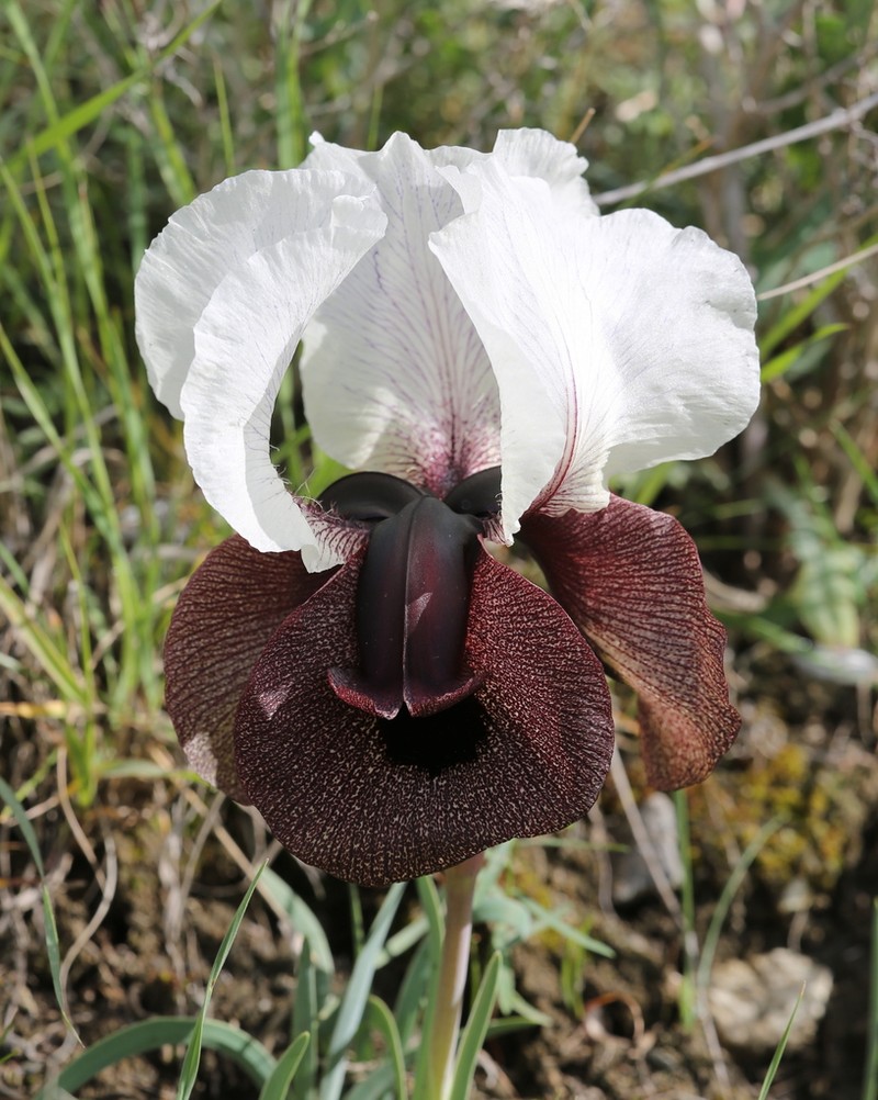 Iris iberica photo 3