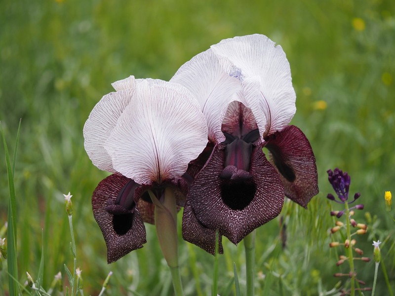 Iris iberica photo 4