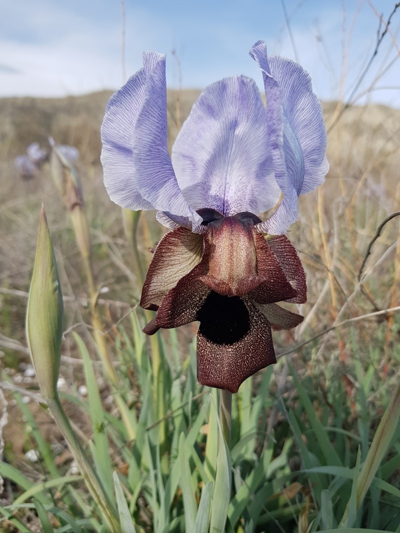 Iris iberica photo 5