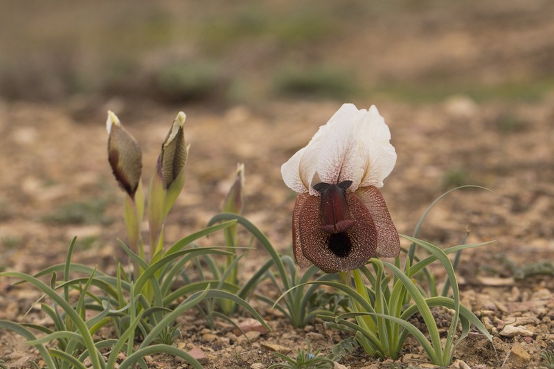 Iris iberica photo 6