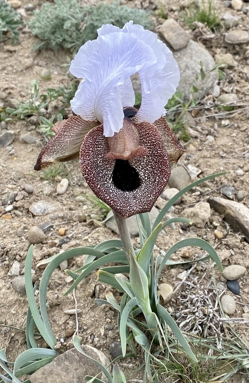 Iris iberica photo 7
