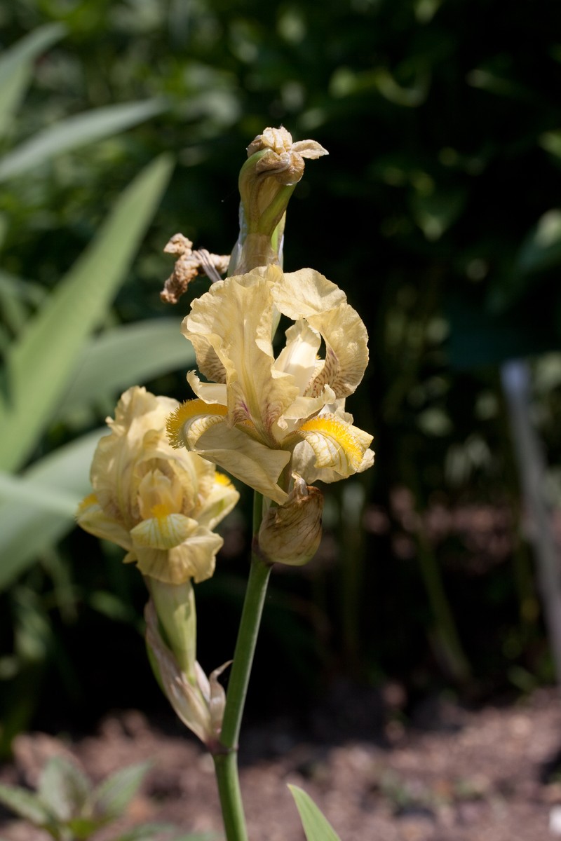 Iris imbricata