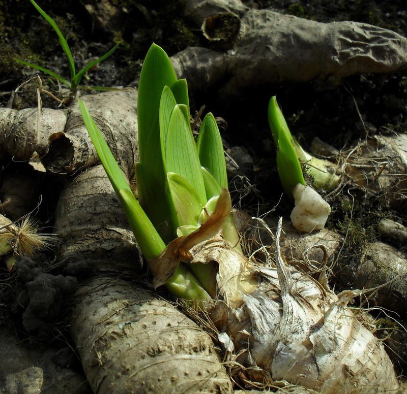 Iris imbricata photo 2