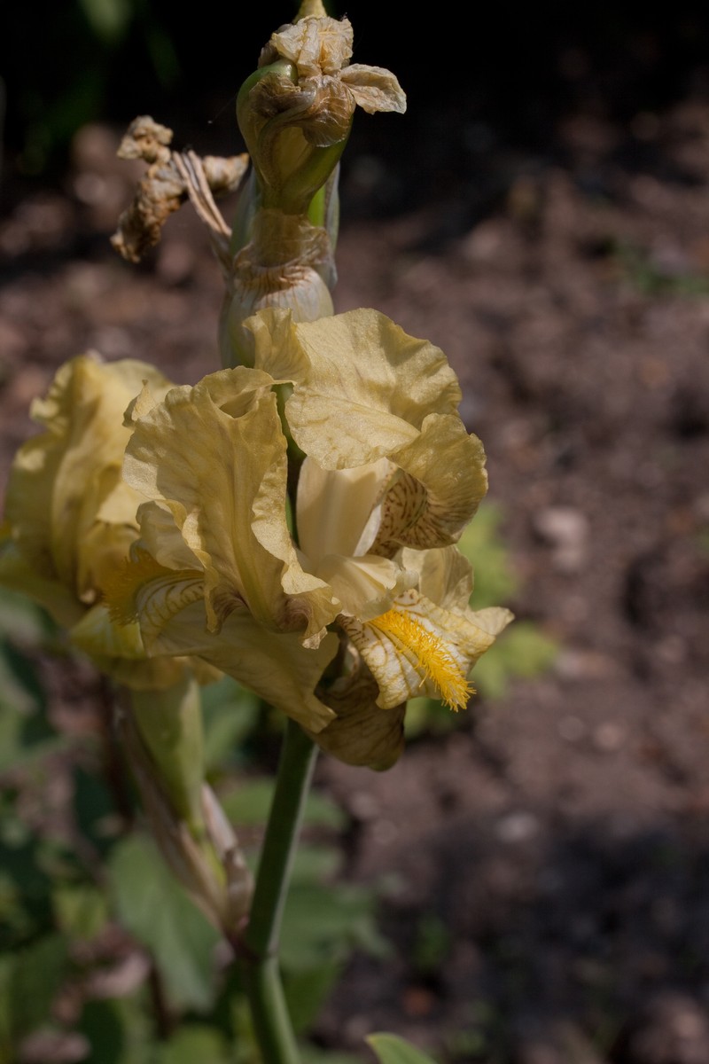 Iris imbricata photo 3