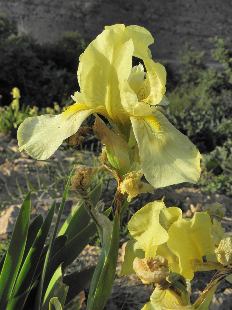 Iris imbricata photo 4