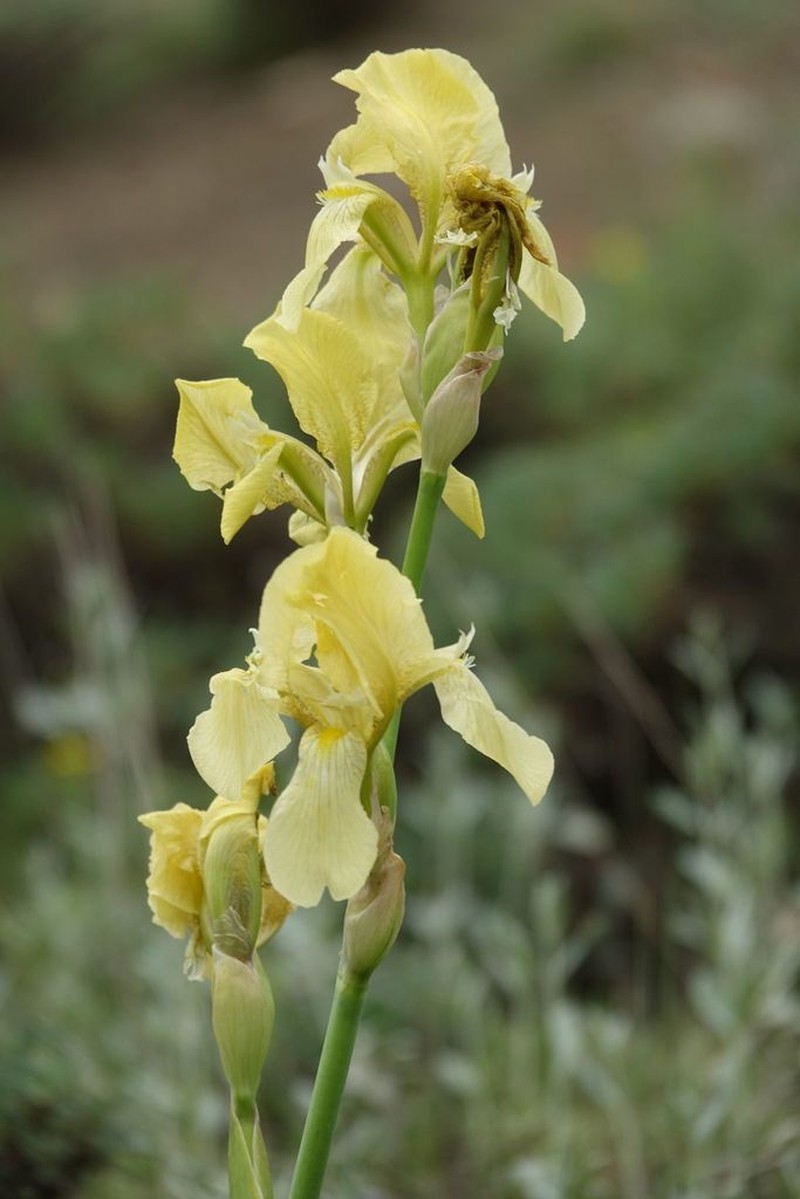 Iris imbricata photo 5