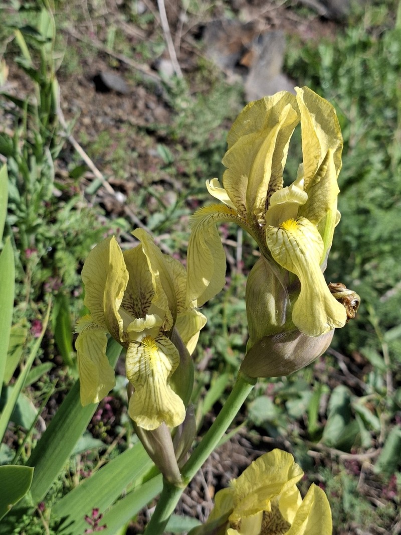 Iris imbricata photo 6