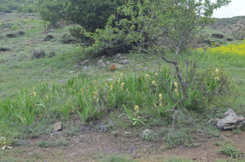 Iris imbricata photo 7