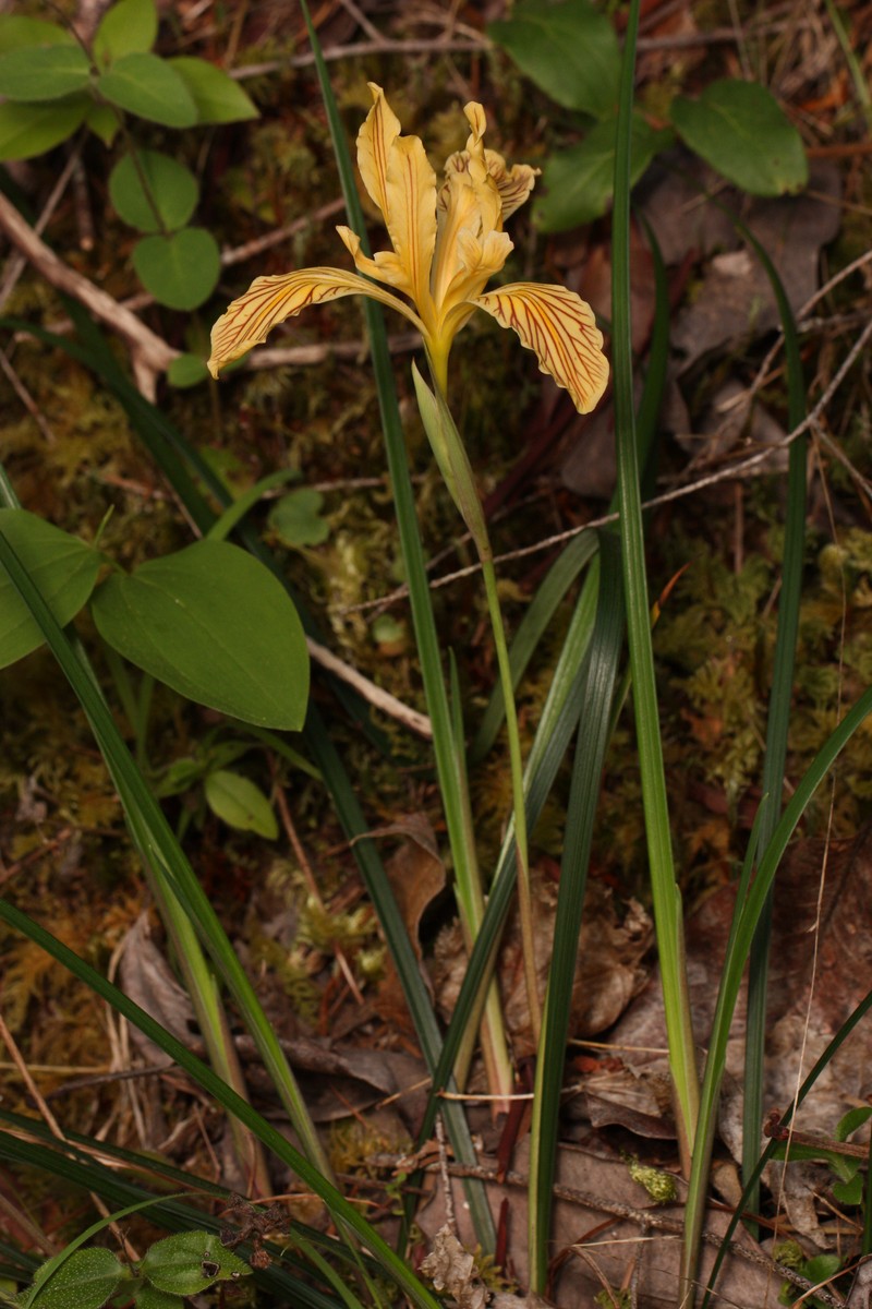 Del Norte County Iris