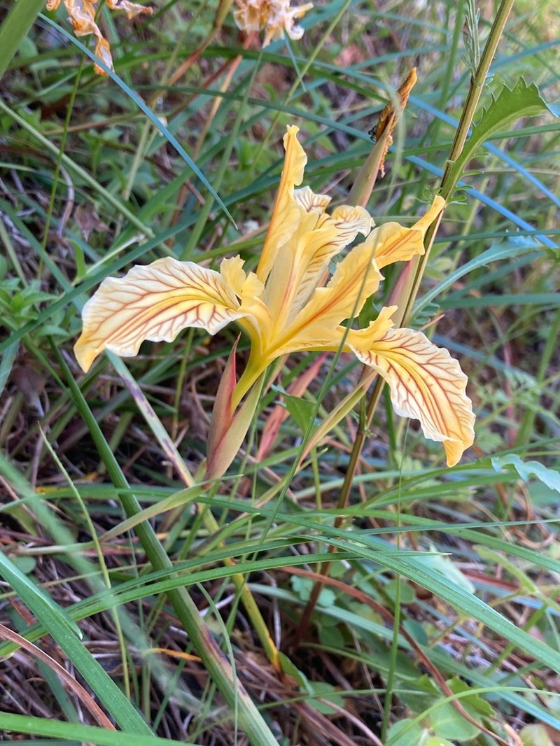 Del Norte County Iris