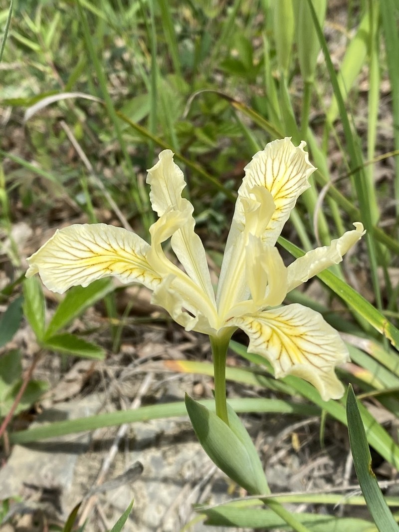 Del Norte County Iris photo 2