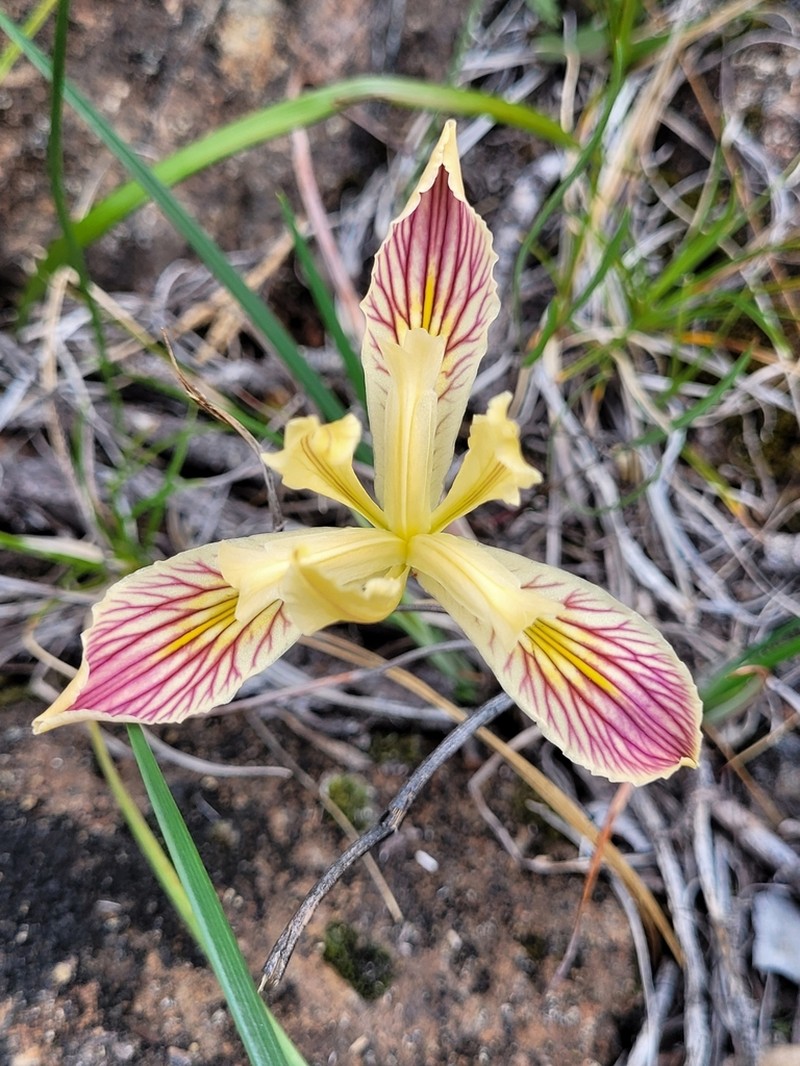 Del Norte County Iris photo 3