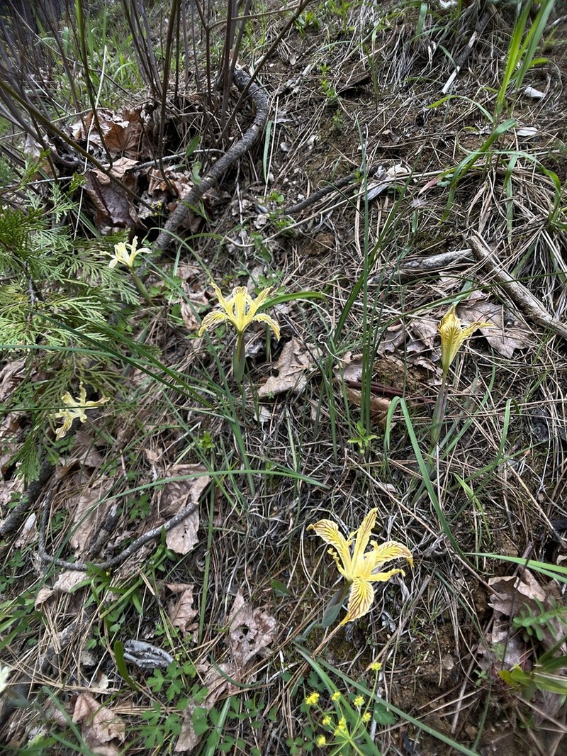 Del Norte County Iris photo 4