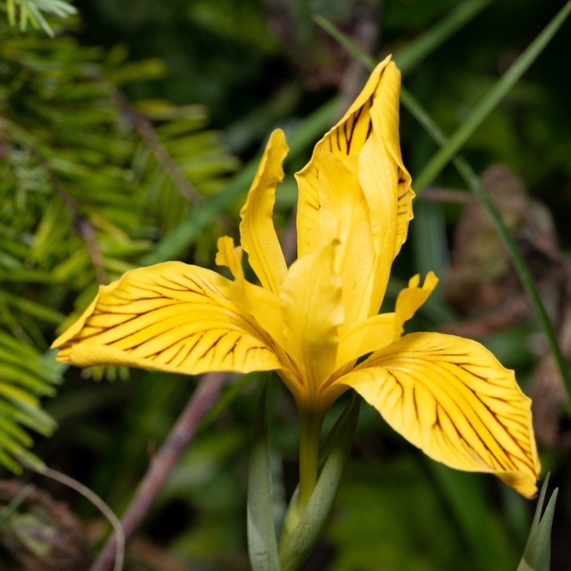 Del Norte County Iris photo 5