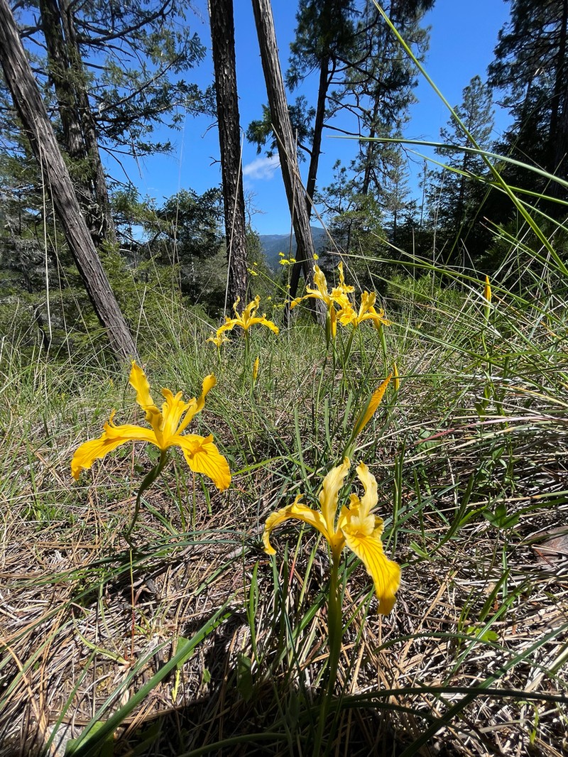 Del Norte County Iris photo 6