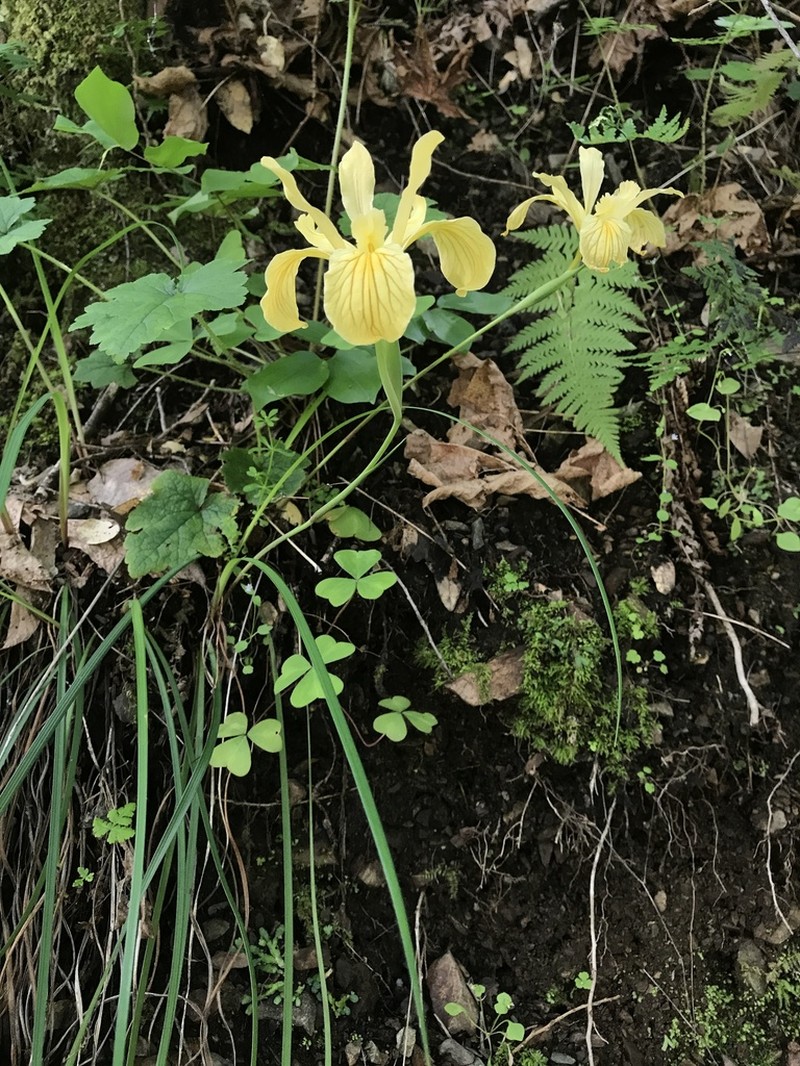 Del Norte County Iris photo 7