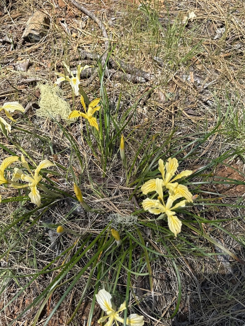 Del Norte County Iris photo 8