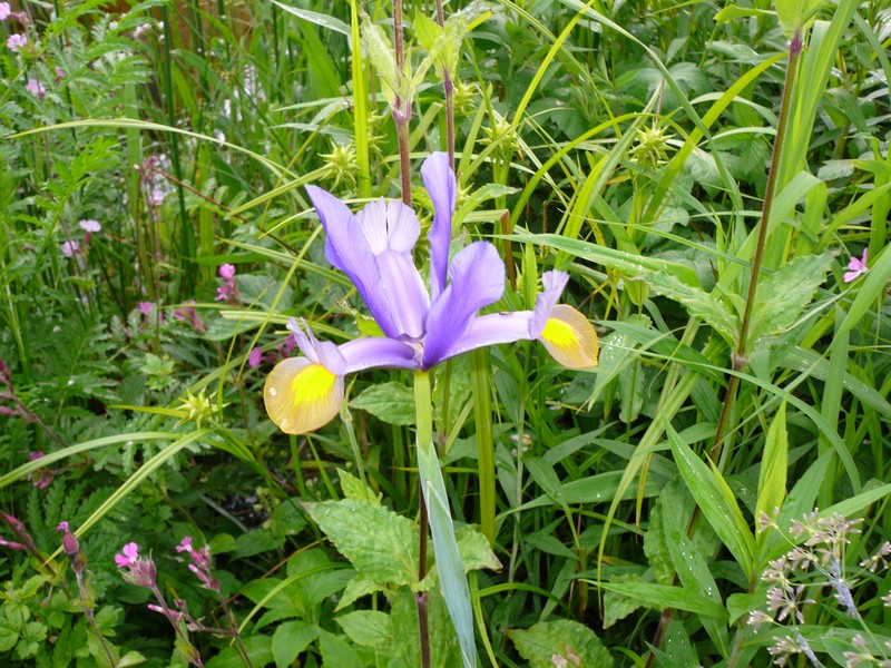 Spanish Iris