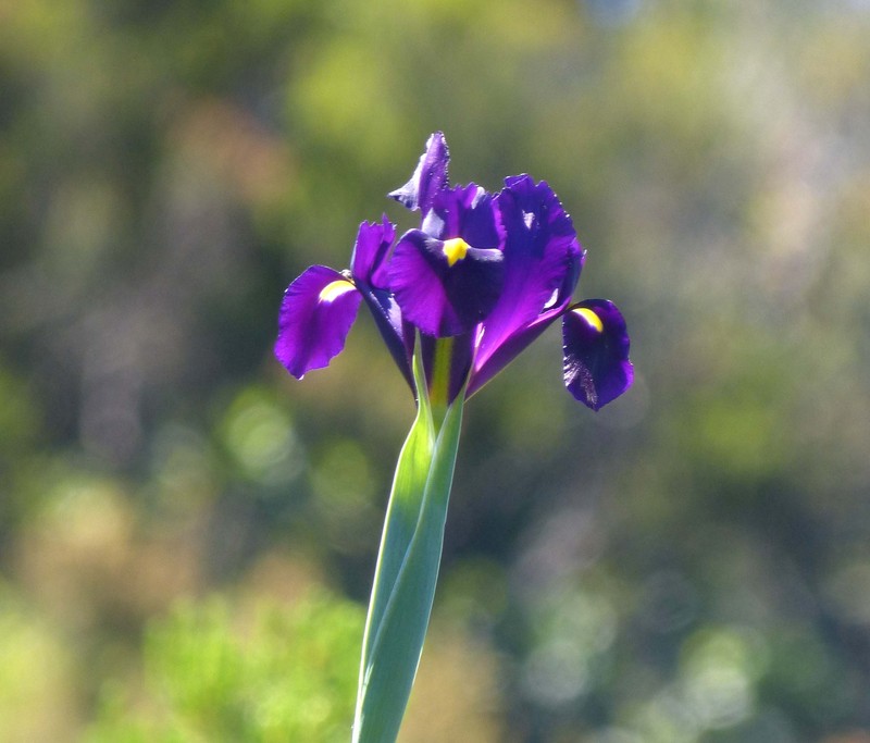 Spanish Iris photo 2