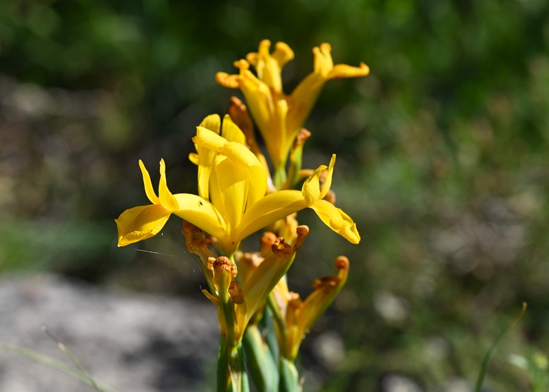 Spanish Iris photo 3
