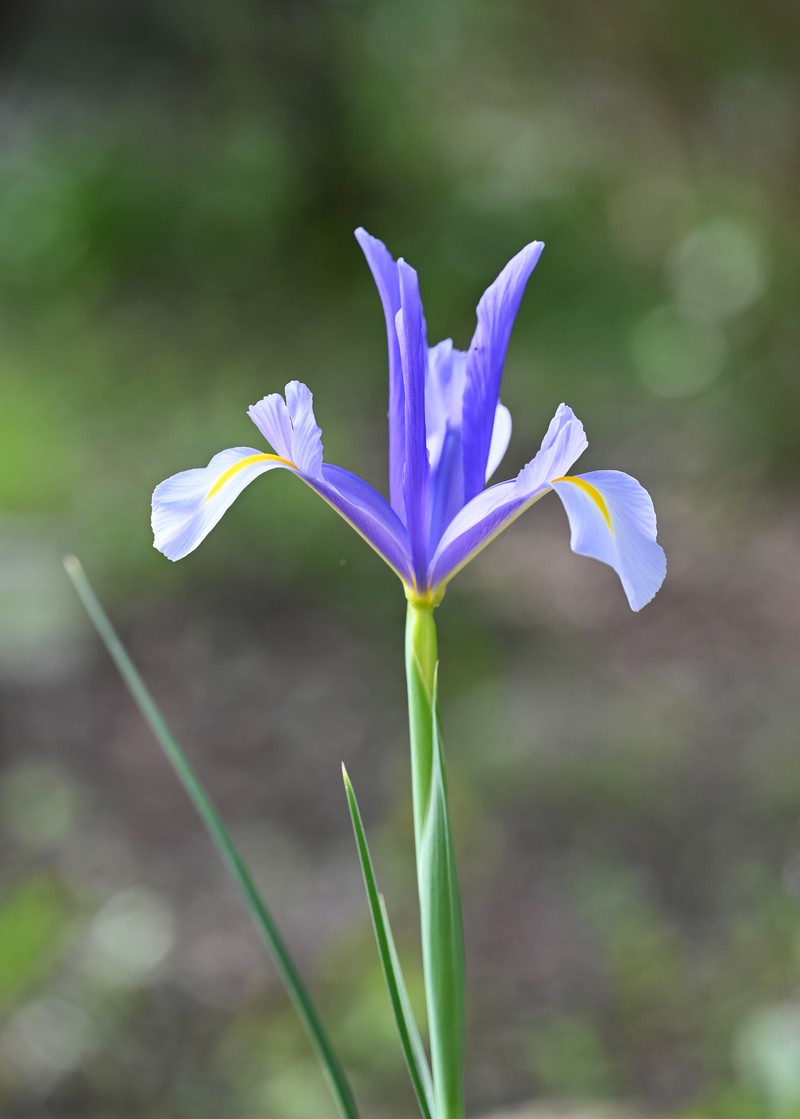 Spanish Iris photo 4